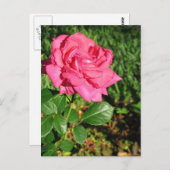 ピンクのバラのポストカード, オーダーメイド ポストカード (正面/裏面)