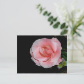 ピンクのバラの発表ポストカード 案内ポストカード (スタンド正面)