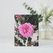 ピンクのバラの白いフェンス ポストカード (スタンド正面)