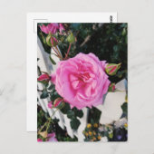 ピンクのバラの白いフェンス ポストカード (正面/裏面)