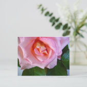 ピンクのバラの花つる植物ピースラブウォーター露 ポストカード (スタンド正面)