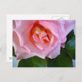 ピンクのバラの花つる植物ピースラブウォーター露 ポストカード (正面/裏面)