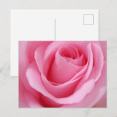 ピンクのバラの花のクローズアップ画像 ポストカード (正面/裏面)