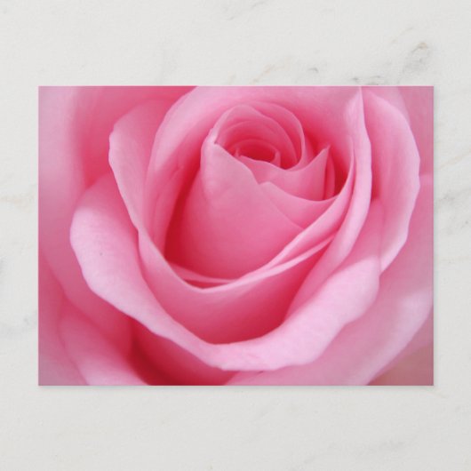 ピンクのバラの花のクローズアップ画像 ポストカード (正面)