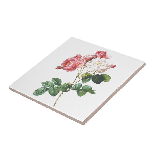 ピンクのバラの花のヴィンテージの植物のプリント タイル (側面)