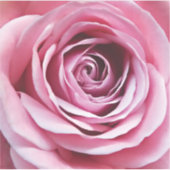 ピンクのバラの花の開花園 シール (正面)