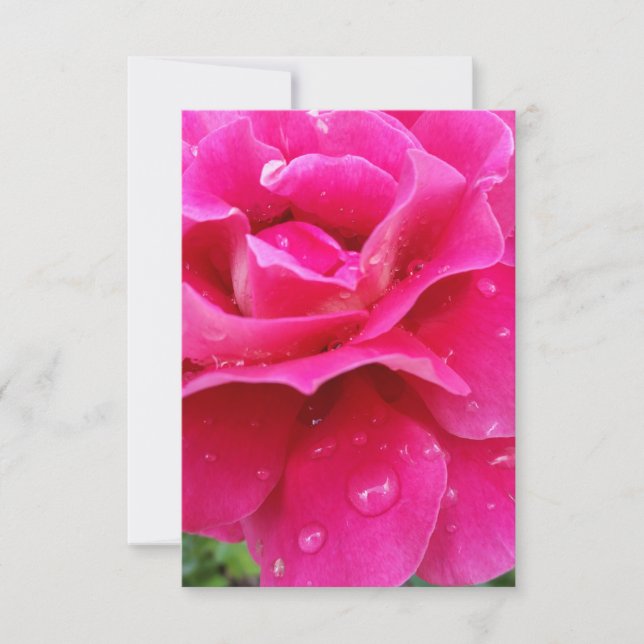 ピンクのバラの花びら (正面)