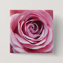 ピンクのバラの花をクローズアップ