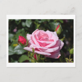 ピンクのバラの花ハッピーバースデー。愛、ガールフレンド ポストカード