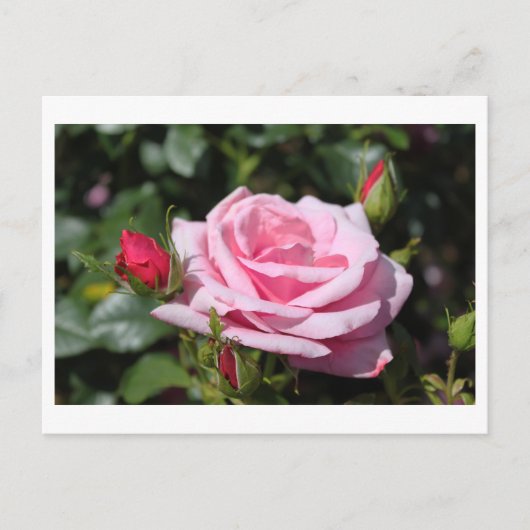 ピンクのバラの花ハッピーバースデー。愛、ガールフレンド ポストカード (正面)