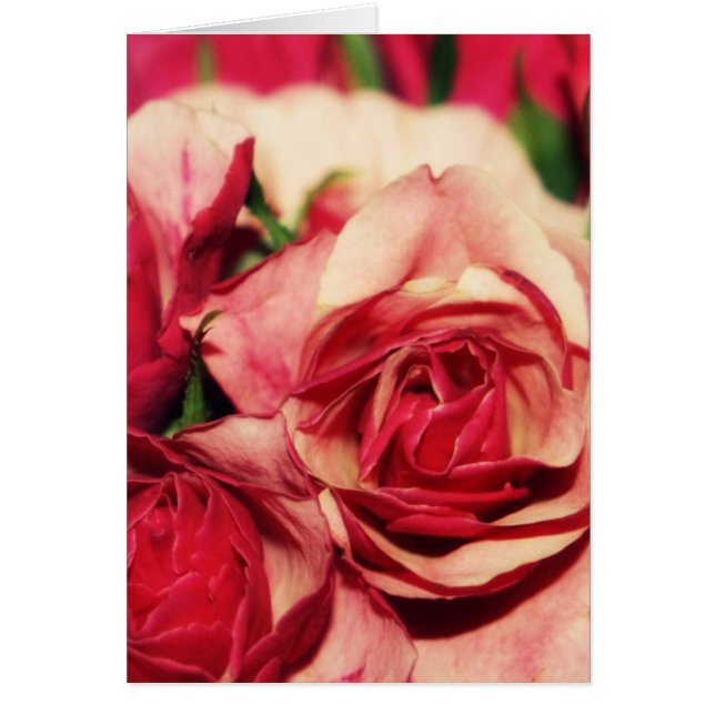 ピンクのバラの花束のファインアートの写真 (正面)