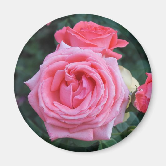 ピンクのバラの花束 マグネット (正面)