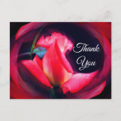 ピンクのバラの花芽 アブストラクト フラワーの感謝カード ポストカード (正面)
