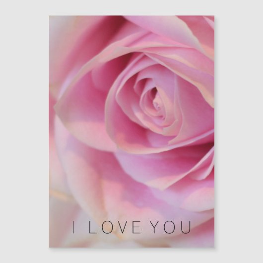 ピンクのバラの花 (正面)