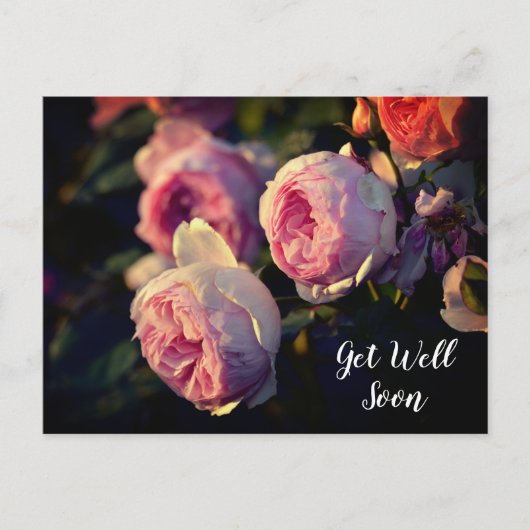 ピンクのバラの花 ガーデンから すぐ回復してね ポストカード (正面)