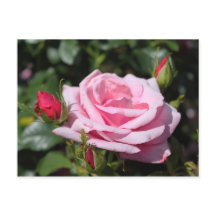ピンクのバラの花　ハッピーバースデー。愛を込めて、彼女より