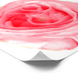 ピンクのバラの花 ポスター