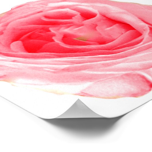 ピンクのバラの花 ポスター (角)