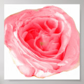 ピンクのバラの花 ポスター (正面)