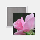 ピンクのバラの花 マグネット (正面/裏面)