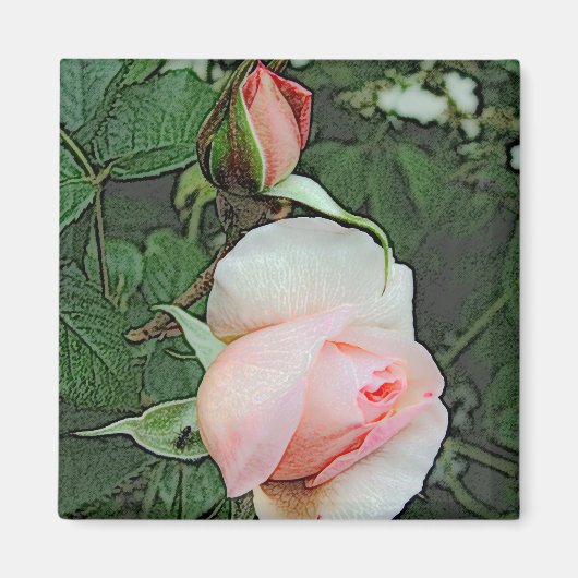 ピンクのバラの花 マグネット (正面)