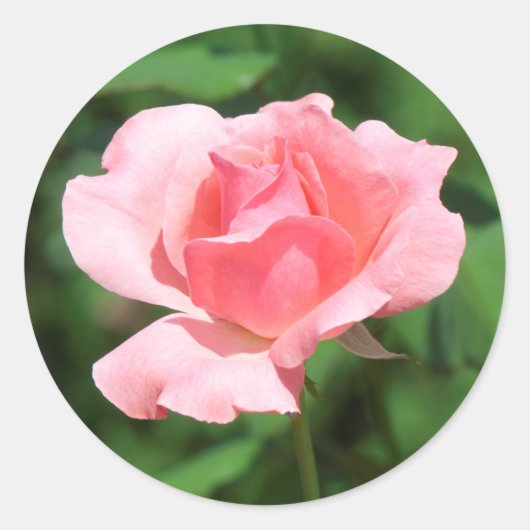 ピンクのバラの花 ラウンドシール (正面)