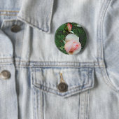 ピンクのバラの花 缶バッジ (インサイチュ)