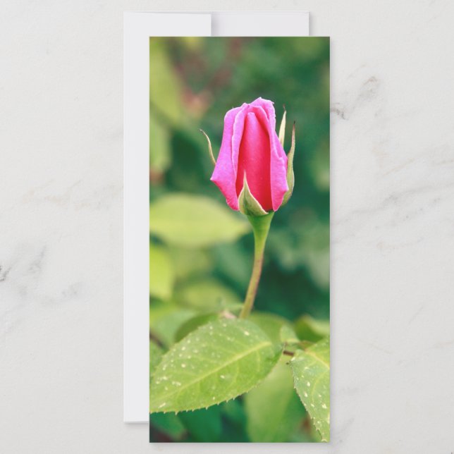 ピンクのバラの芽 (正面)