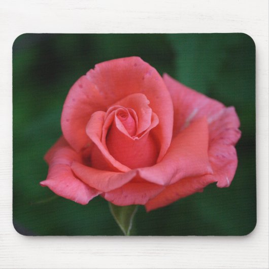 ピンクのバラの芽 マウスパッド (正面)