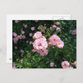 ピンクのバラの葉書 ポストカード (正面/裏面)