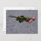 ピンクのバラを乾かす ポストカード (正面/裏面)