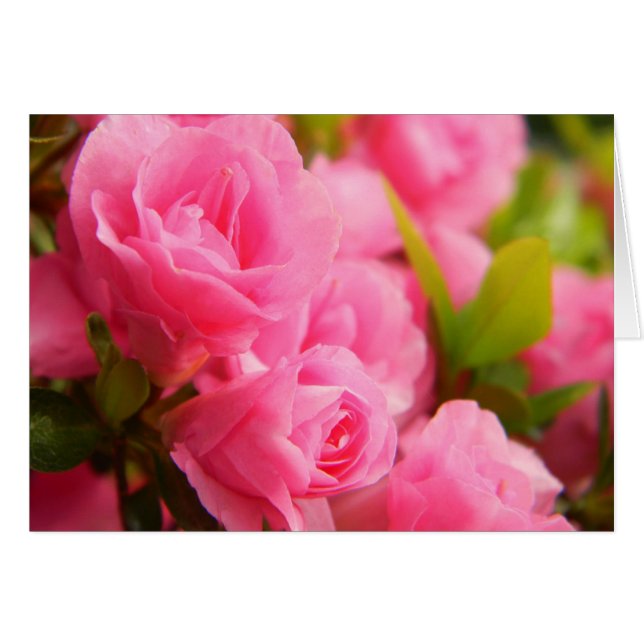 ピンクのバラカード (正面横)