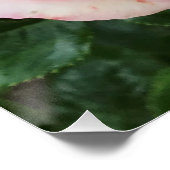 ピンクのバラ光沢ポスター ポスター (コーナー)