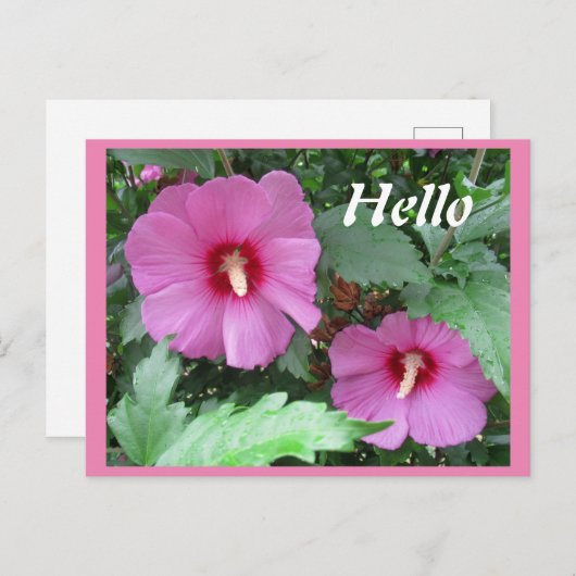 ピンクのバラ色のシャロンの花の写真ハロー ポストカード (正面/裏面)
