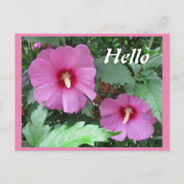 ピンクのバラ色のシャロンの花の写真ハロー ポストカード