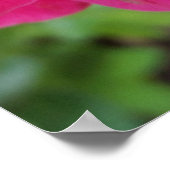 ピンクのバラ花びら ポスター (角)