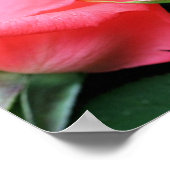 ピンクのバラ芽ペア ポスター (角)