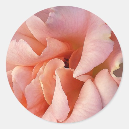 ピンクのバラ開花 ラウンドシール (正面)