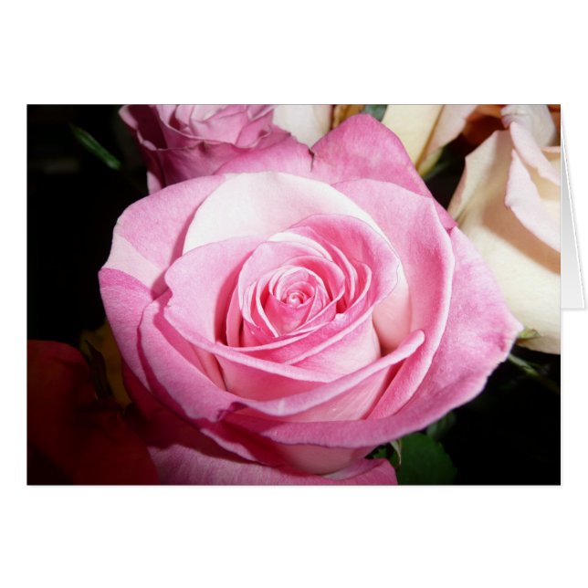 ピンクのバラ (正面横)