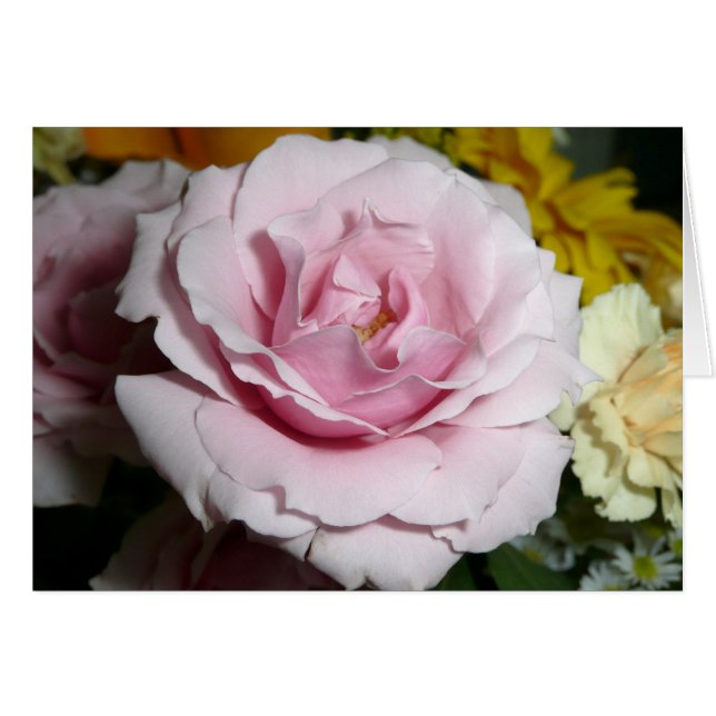 ピンクのバラ (正面横)