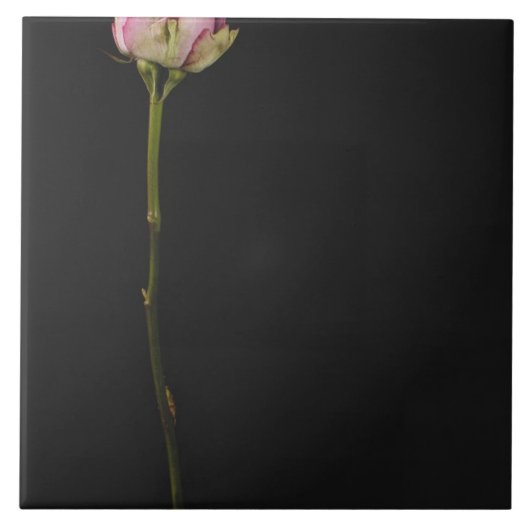 ピンクのバラ3 タイル (正面)