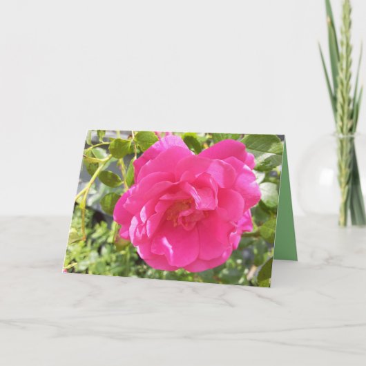 ピンクのバラ カード (正面)