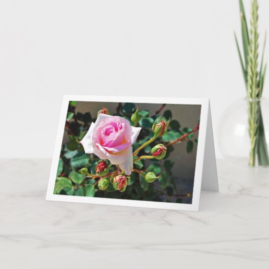 ピンクのバラ カード (正面)