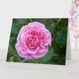 ピンクのバラ カード