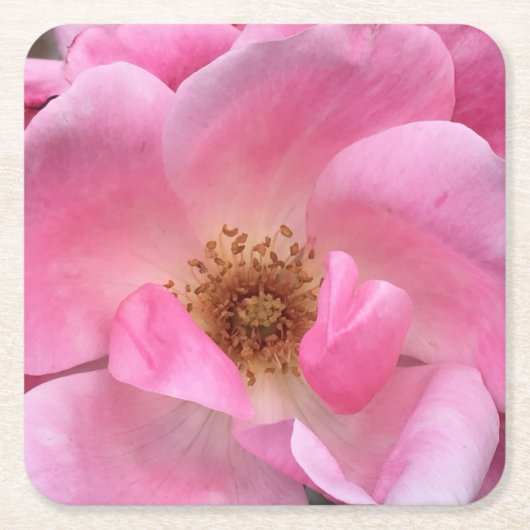 ピンクのバラ スクエアペーパーコースター (正面)