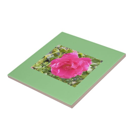 ピンクのバラ タイル (側面)