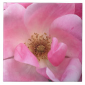 ピンクのバラ タイル (正面)