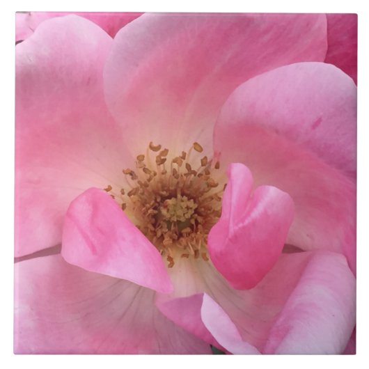 ピンクのバラ タイル (正面)