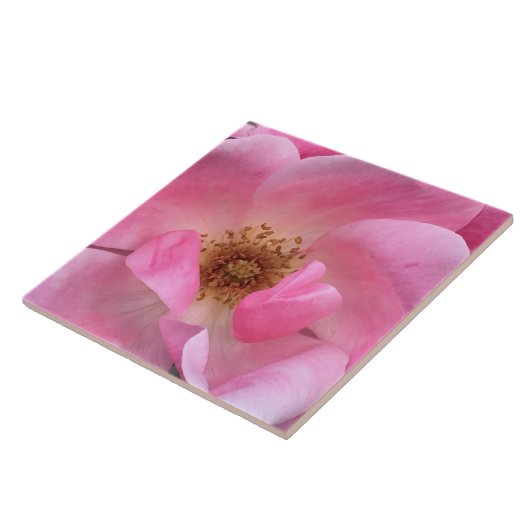 ピンクのバラ タイル (側面)