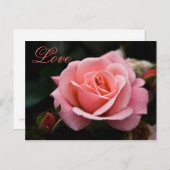 ピンクのバラ • バレンタインデーの郵便はがき シーズンポストカード (正面/裏面)